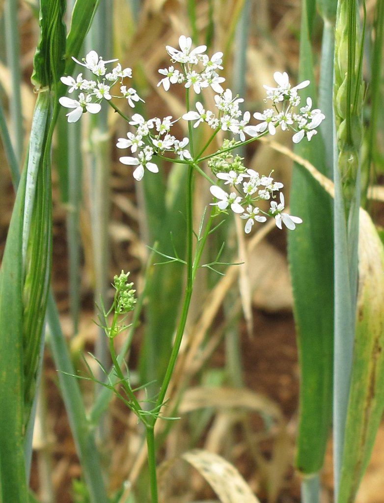 Bifora radians